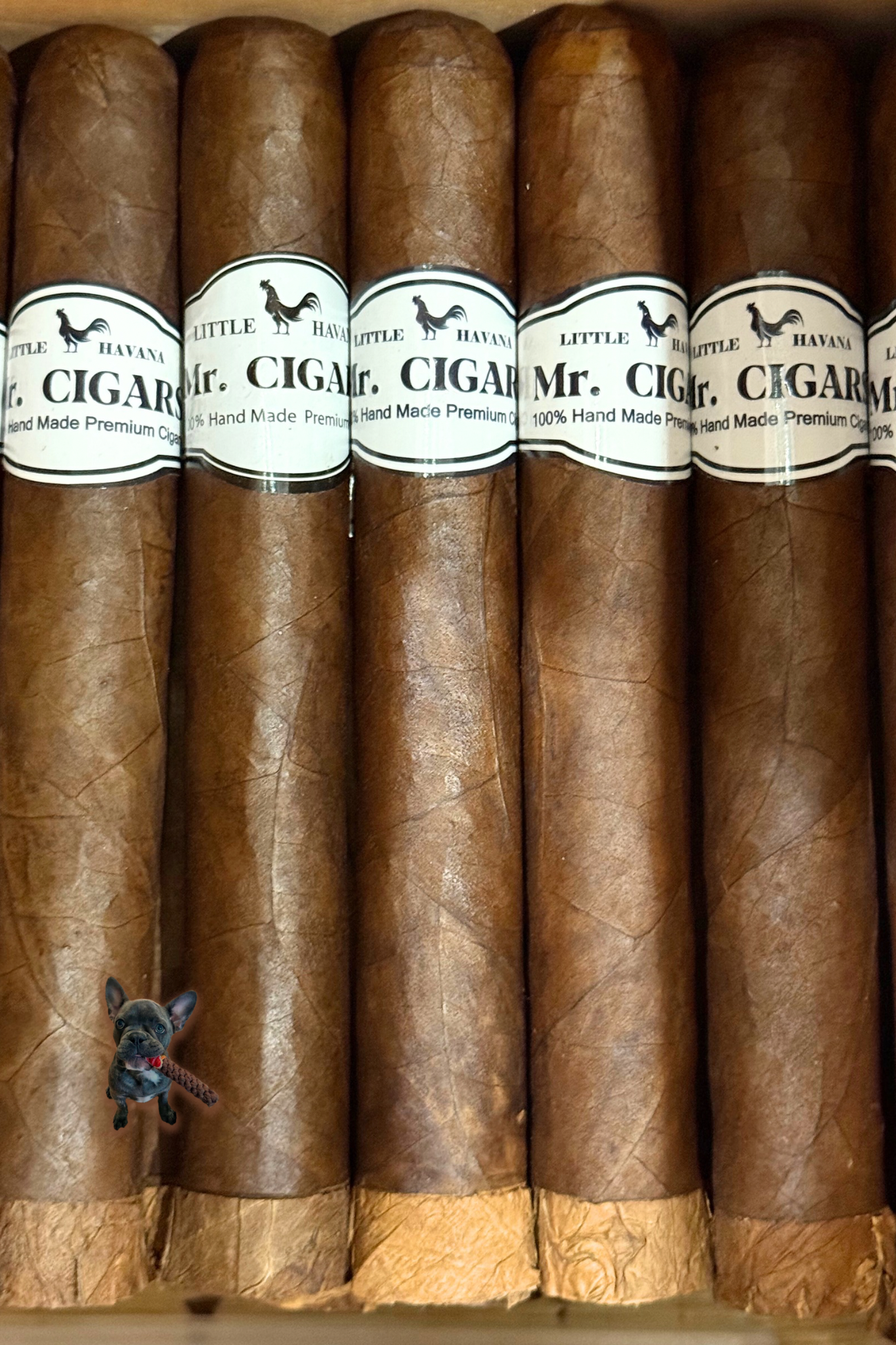 San Bernardo (Super Gordo 7" x 60)